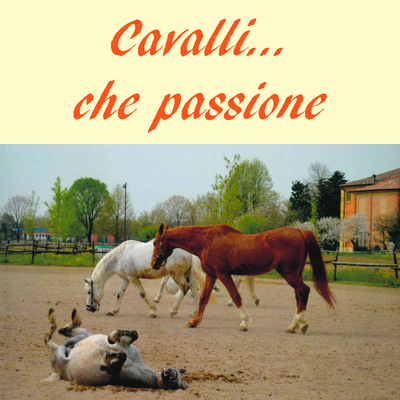 Cavalli... che passione