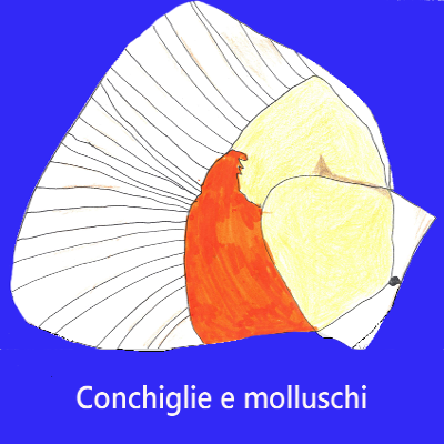 Conchiglie e molluschi